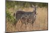 Common Waterbuck (Kobus Ellipsiprymnus Ellipsiprymnus), Kruger National Park, Africa-James Hager-Mounted Photographic Print