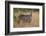 Common Waterbuck (Kobus Ellipsiprymnus Ellipsiprymnus), Kruger National Park, Africa-James Hager-Framed Photographic Print