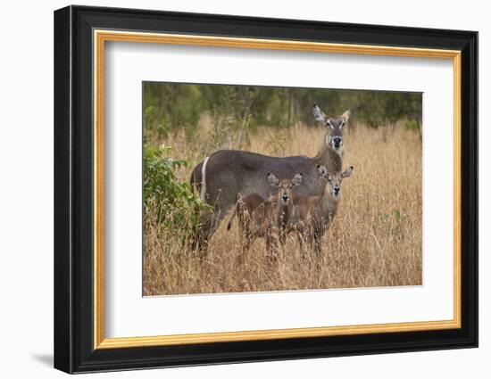 Common Waterbuck (Kobus Ellipsiprymnus Ellipsiprymnus), Kruger National Park, Africa-James Hager-Framed Photographic Print