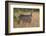 Common Waterbuck (Kobus Ellipsiprymnus Ellipsiprymnus), Kruger National Park, Africa-James Hager-Framed Photographic Print