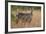 Common Waterbuck (Kobus Ellipsiprymnus Ellipsiprymnus), Kruger National Park, Africa-James Hager-Framed Photographic Print