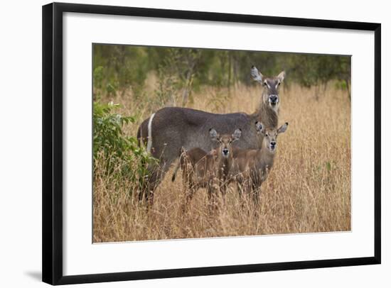 Common Waterbuck (Kobus Ellipsiprymnus Ellipsiprymnus), Kruger National Park, Africa-James Hager-Framed Photographic Print