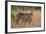 Common Waterbuck (Kobus Ellipsiprymnus Ellipsiprymnus), Kruger National Park, Africa-James Hager-Framed Photographic Print