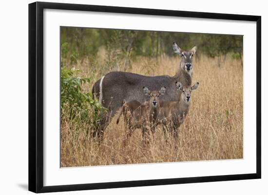 Common Waterbuck (Kobus Ellipsiprymnus Ellipsiprymnus), Kruger National Park, Africa-James Hager-Framed Photographic Print