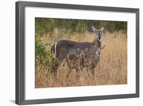 Common Waterbuck (Kobus Ellipsiprymnus Ellipsiprymnus), Kruger National Park, Africa-James Hager-Framed Photographic Print