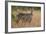 Common Waterbuck (Kobus Ellipsiprymnus Ellipsiprymnus), Kruger National Park, Africa-James Hager-Framed Photographic Print