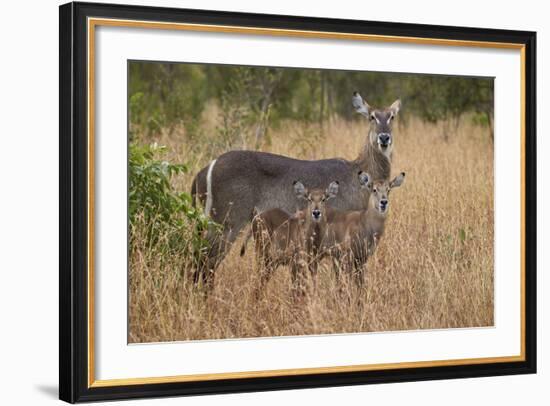 Common Waterbuck (Kobus Ellipsiprymnus Ellipsiprymnus), Kruger National Park, Africa-James Hager-Framed Photographic Print