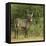 Common Waterbuck Portrait-Joe McDonald-Framed Premier Image Canvas