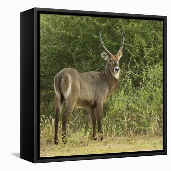 Common Waterbuck Portrait-Joe McDonald-Framed Premier Image Canvas