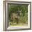 Common Waterbuck Portrait-Joe McDonald-Framed Photographic Print