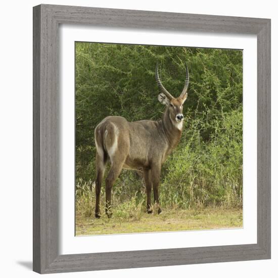 Common Waterbuck Portrait-Joe McDonald-Framed Photographic Print