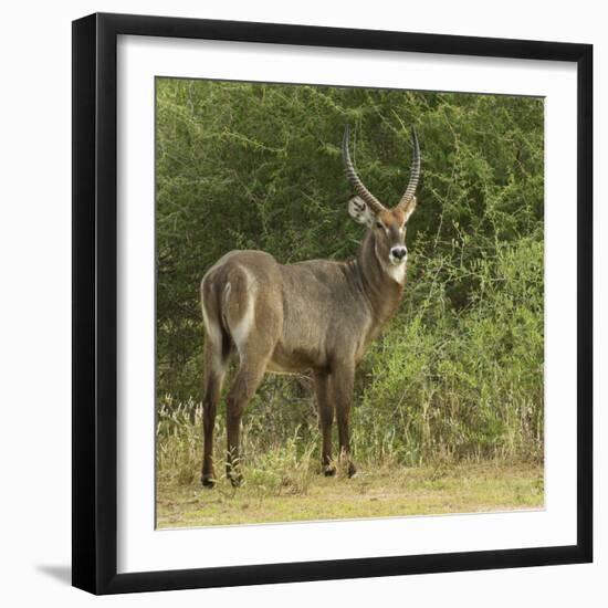 Common Waterbuck Portrait-Joe McDonald-Framed Photographic Print