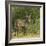 Common Waterbuck Portrait-Joe McDonald-Framed Photographic Print