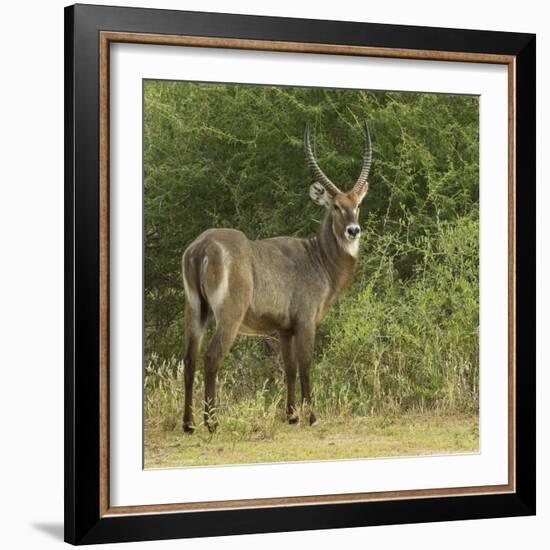 Common Waterbuck Portrait-Joe McDonald-Framed Photographic Print