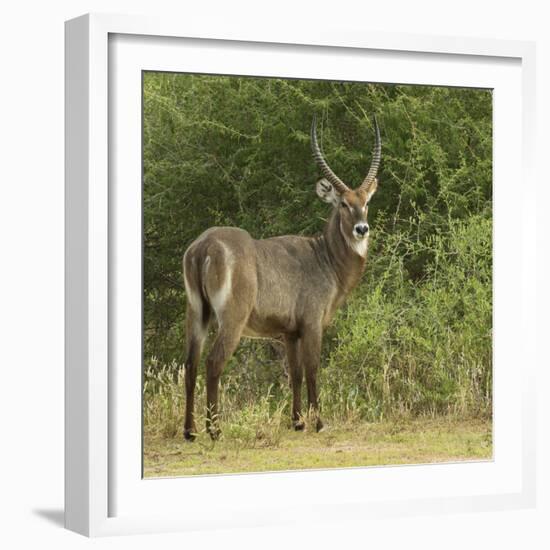 Common Waterbuck Portrait-Joe McDonald-Framed Photographic Print