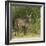 Common Waterbuck Portrait-Joe McDonald-Framed Photographic Print
