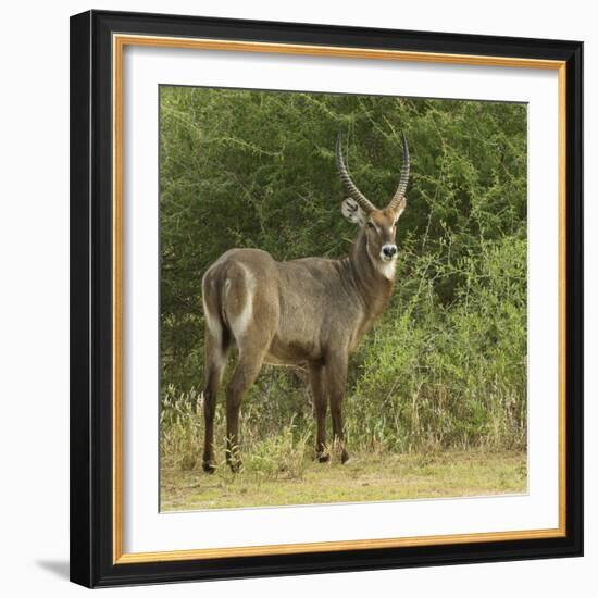 Common Waterbuck Portrait-Joe McDonald-Framed Photographic Print