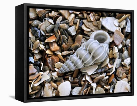 Common Wentletrap Shell on Beach, Belgium-Philippe Clement-Framed Premier Image Canvas