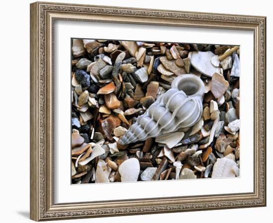 Common Wentletrap Shell on Beach, Belgium-Philippe Clement-Framed Photographic Print