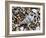 Common Wentletrap Shell on Beach, Belgium-Philippe Clement-Framed Photographic Print