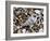 Common Wentletrap Shell on Beach, Belgium-Philippe Clement-Framed Photographic Print