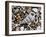 Common Wentletrap Shell on Beach, Belgium-Philippe Clement-Framed Photographic Print