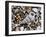 Common Wentletrap Shell on Beach, Belgium-Philippe Clement-Framed Photographic Print