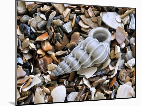 Common Wentletrap Shell on Beach, Belgium-Philippe Clement-Mounted Photographic Print