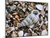 Common Wentletrap Shell on Beach, Belgium-Philippe Clement-Mounted Photographic Print