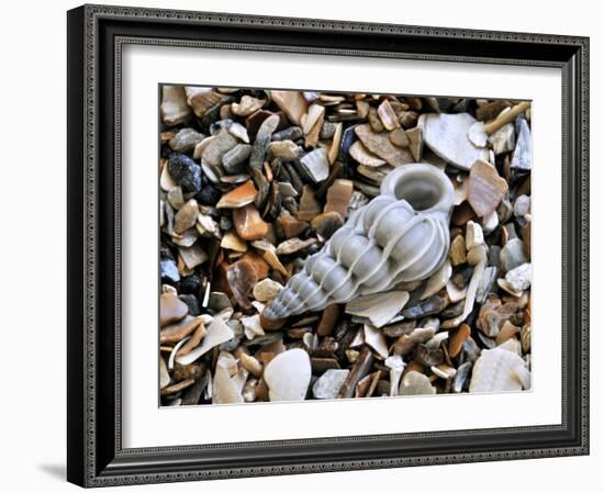 Common Wentletrap Shell on Beach, Belgium-Philippe Clement-Framed Photographic Print