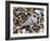 Common Wentletrap Shell on Beach, Belgium-Philippe Clement-Framed Photographic Print