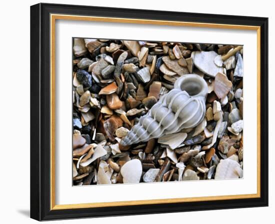 Common Wentletrap Shell on Beach, Belgium-Philippe Clement-Framed Photographic Print