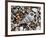 Common Wentletrap Shell on Beach, Belgium-Philippe Clement-Framed Photographic Print