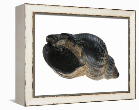 Common Whelk from the North Sea, Shell Showing Aperture, Belgium-Philippe Clement-Framed Premier Image Canvas