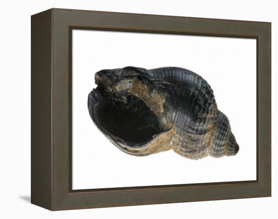 Common Whelk from the North Sea, Shell Showing Aperture, Belgium-Philippe Clement-Framed Premier Image Canvas