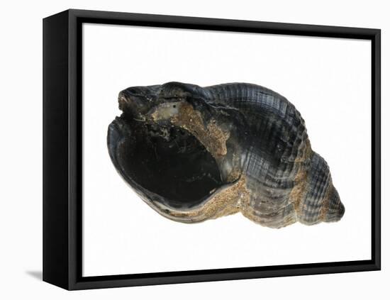 Common Whelk from the North Sea, Shell Showing Aperture, Belgium-Philippe Clement-Framed Premier Image Canvas