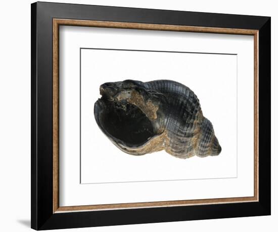 Common Whelk from the North Sea, Shell Showing Aperture, Belgium-Philippe Clement-Framed Photographic Print