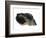 Common Whelk from the North Sea, Shell Showing Aperture, Belgium-Philippe Clement-Framed Photographic Print