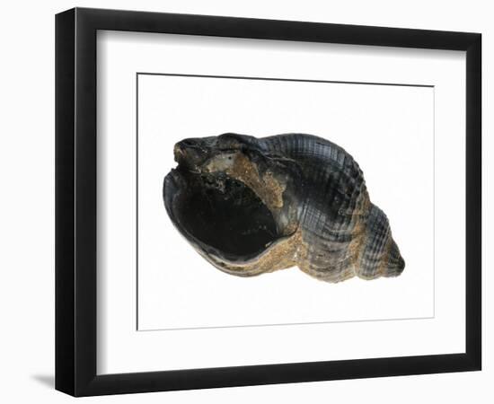 Common Whelk from the North Sea, Shell Showing Aperture, Belgium-Philippe Clement-Framed Photographic Print