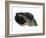 Common Whelk from the North Sea, Shell Showing Aperture, Belgium-Philippe Clement-Framed Photographic Print