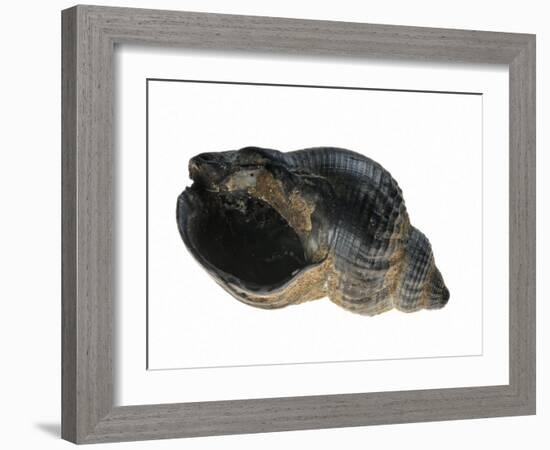 Common Whelk from the North Sea, Shell Showing Aperture, Belgium-Philippe Clement-Framed Photographic Print