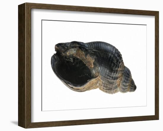 Common Whelk from the North Sea, Shell Showing Aperture, Belgium-Philippe Clement-Framed Photographic Print