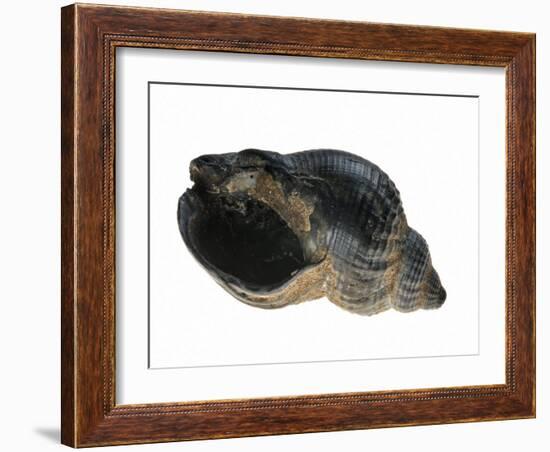 Common Whelk from the North Sea, Shell Showing Aperture, Belgium-Philippe Clement-Framed Photographic Print