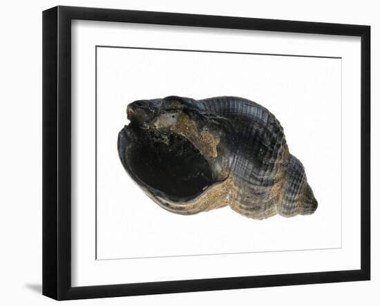 Common Whelk from the North Sea, Shell Showing Aperture, Belgium-Philippe Clement-Framed Photographic Print