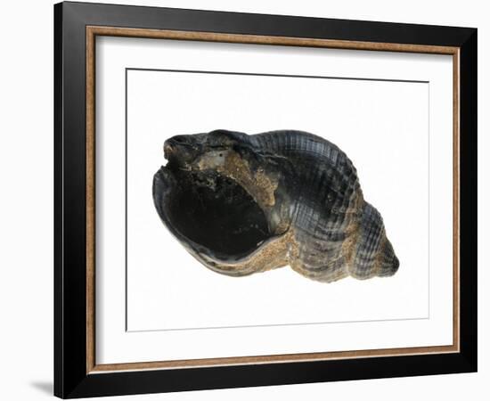 Common Whelk from the North Sea, Shell Showing Aperture, Belgium-Philippe Clement-Framed Photographic Print