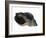 Common Whelk from the North Sea, Shell Showing Aperture, Belgium-Philippe Clement-Framed Photographic Print