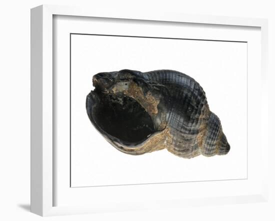 Common Whelk from the North Sea, Shell Showing Aperture, Belgium-Philippe Clement-Framed Photographic Print