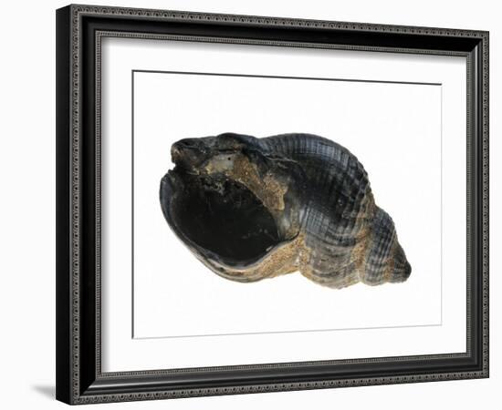 Common Whelk from the North Sea, Shell Showing Aperture, Belgium-Philippe Clement-Framed Photographic Print