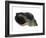 Common Whelk from the North Sea, Shell Showing Aperture, Belgium-Philippe Clement-Framed Photographic Print