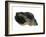 Common Whelk from the North Sea, Shell Showing Aperture, Belgium-Philippe Clement-Framed Photographic Print